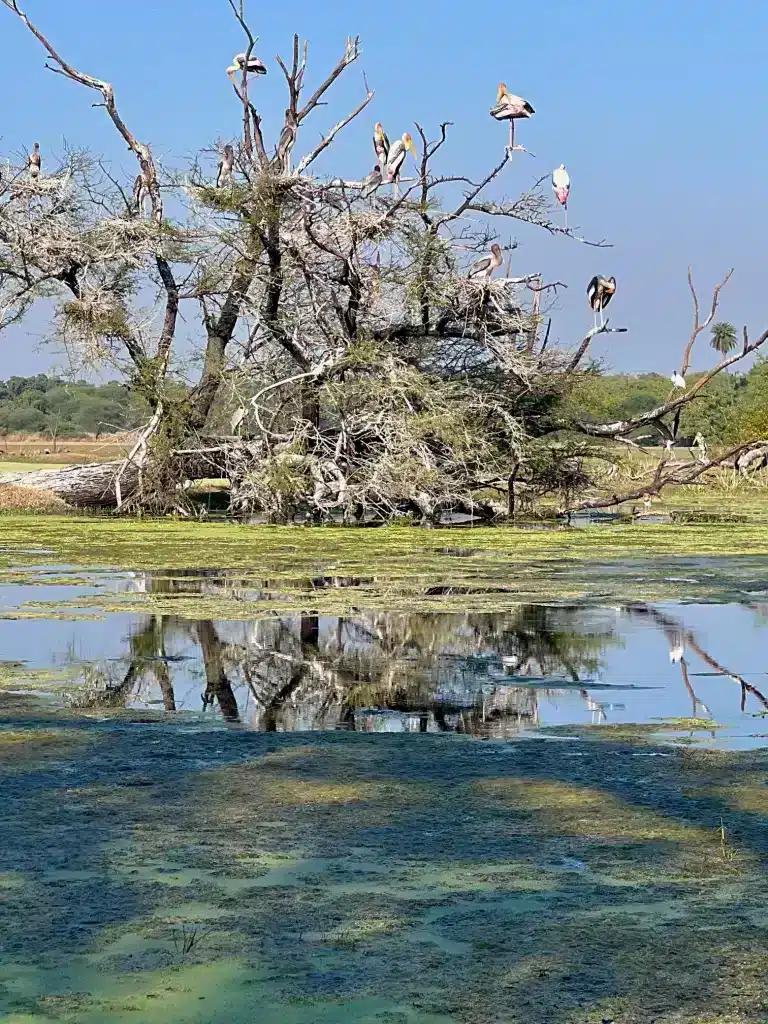 Bharatpur Bird Santuary