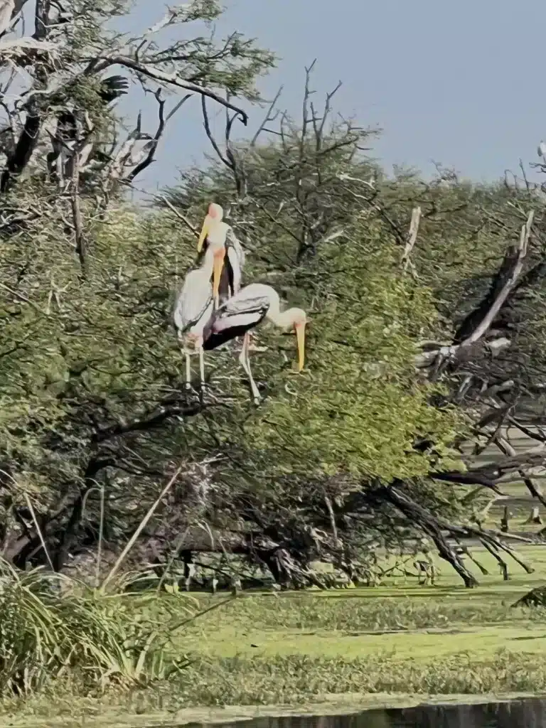 Bharatpur Bird Santuary