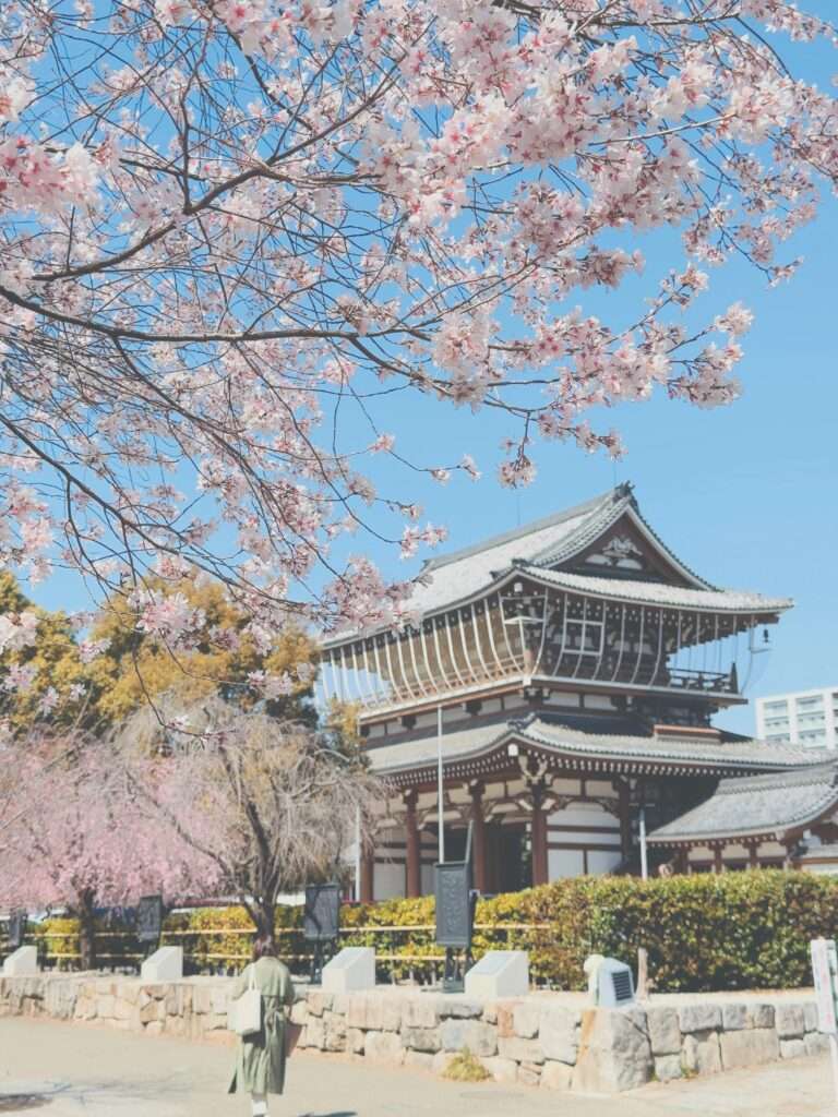 Japan cherry Blossom