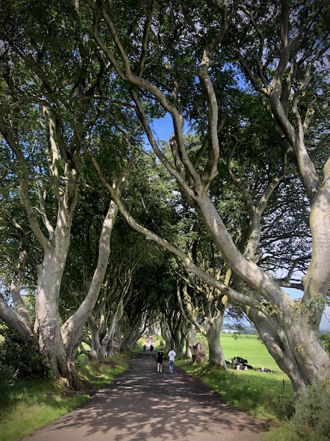 Dark Hedges