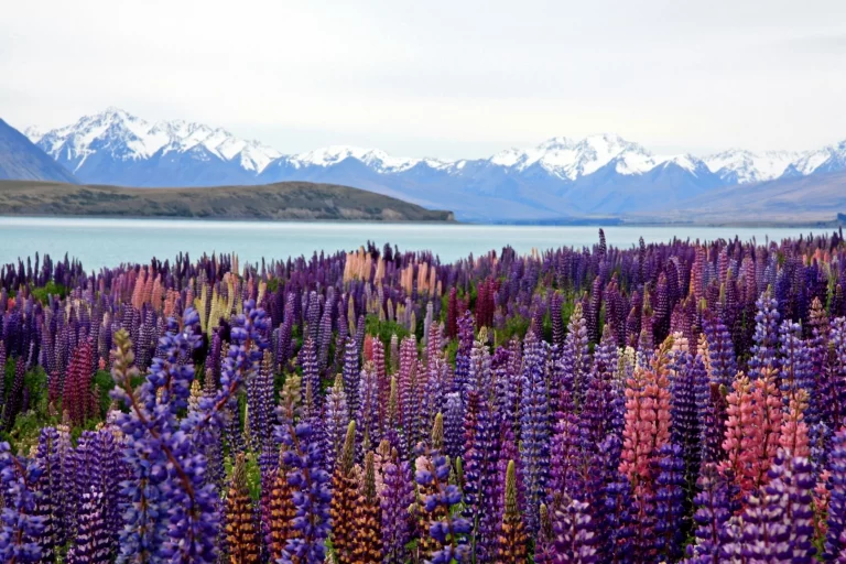 new zealand coolcation