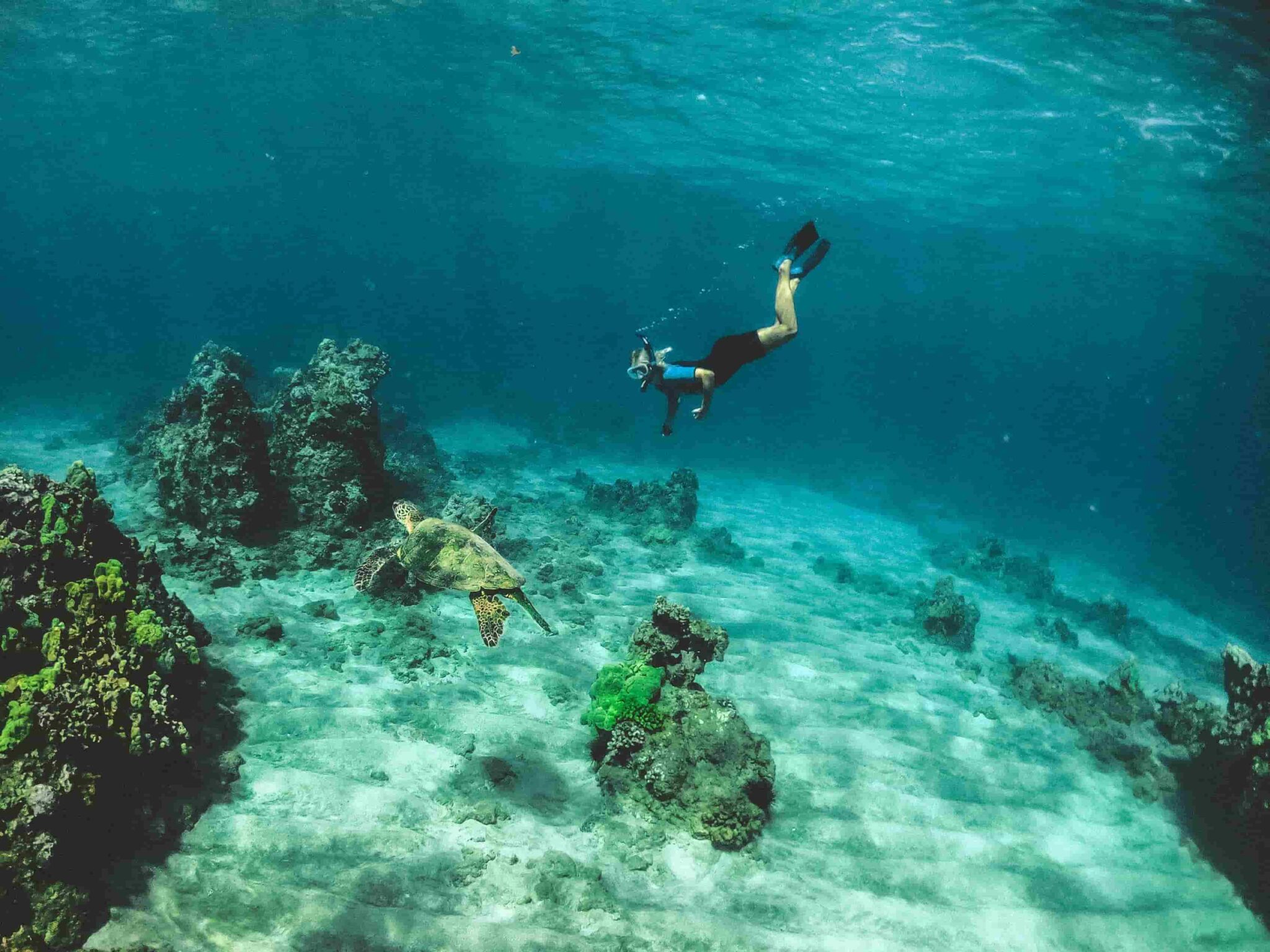 Snorkeller swimming with a sea turtle in clear turquoise water — the kind of underwater visibility the Blue Lagoon delivers